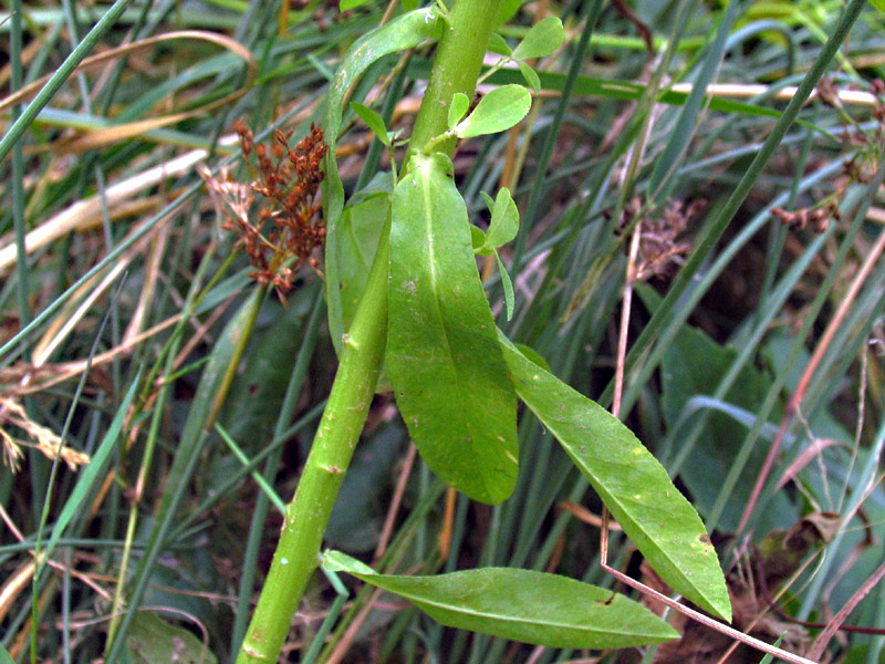 Euphorbia platyphyllos L. / Euforbia rognosa